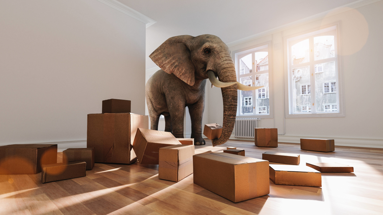 Elefant mit Umzugskisten in der Wohnung
